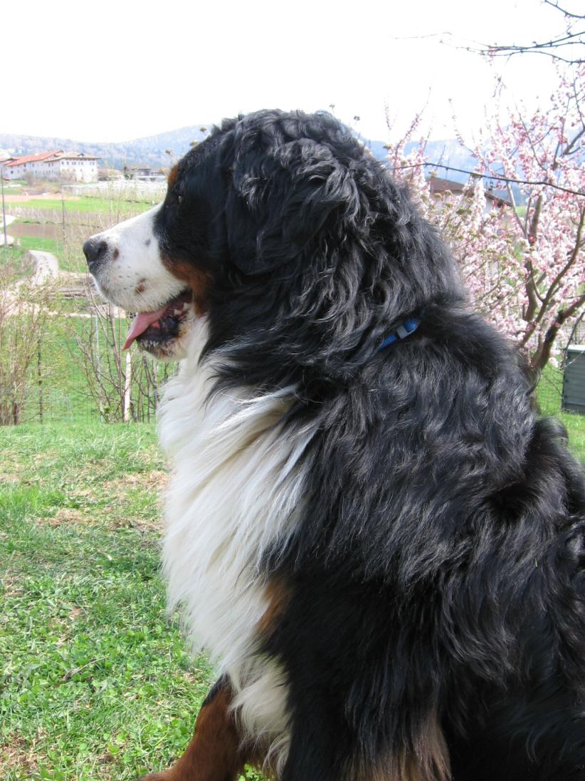 Qui ci sono troppi gatti, apriamo una discussione cani